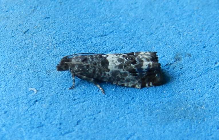 trimaculana